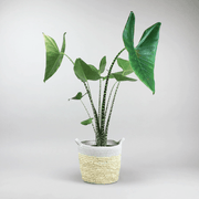 plant with animal print Pattern on stems - Elephant Ear 'Tiger' Variety