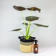 plant set : Alocasia Wentii with basket and mister