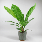 Jungle king plant - broad tropical green plant