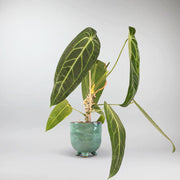 Queen Anthurium delivery- rare plant with long Leaves