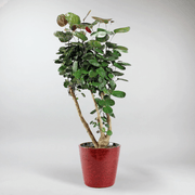 plant pot set - Aralia Fabian with red ceramic plant pot