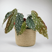 Polka Dot Begonia plant - rare beauty and Speckled Leaves