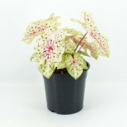 Caladium Miss Muffet in a black pot