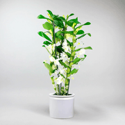 Bamboo Orchid 'Apollon' | Dendrobium Nobile - Bloombox Club