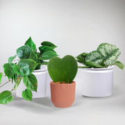 Set: 3 Heart shaped Plants with Pots | Gift for Plant Lovers