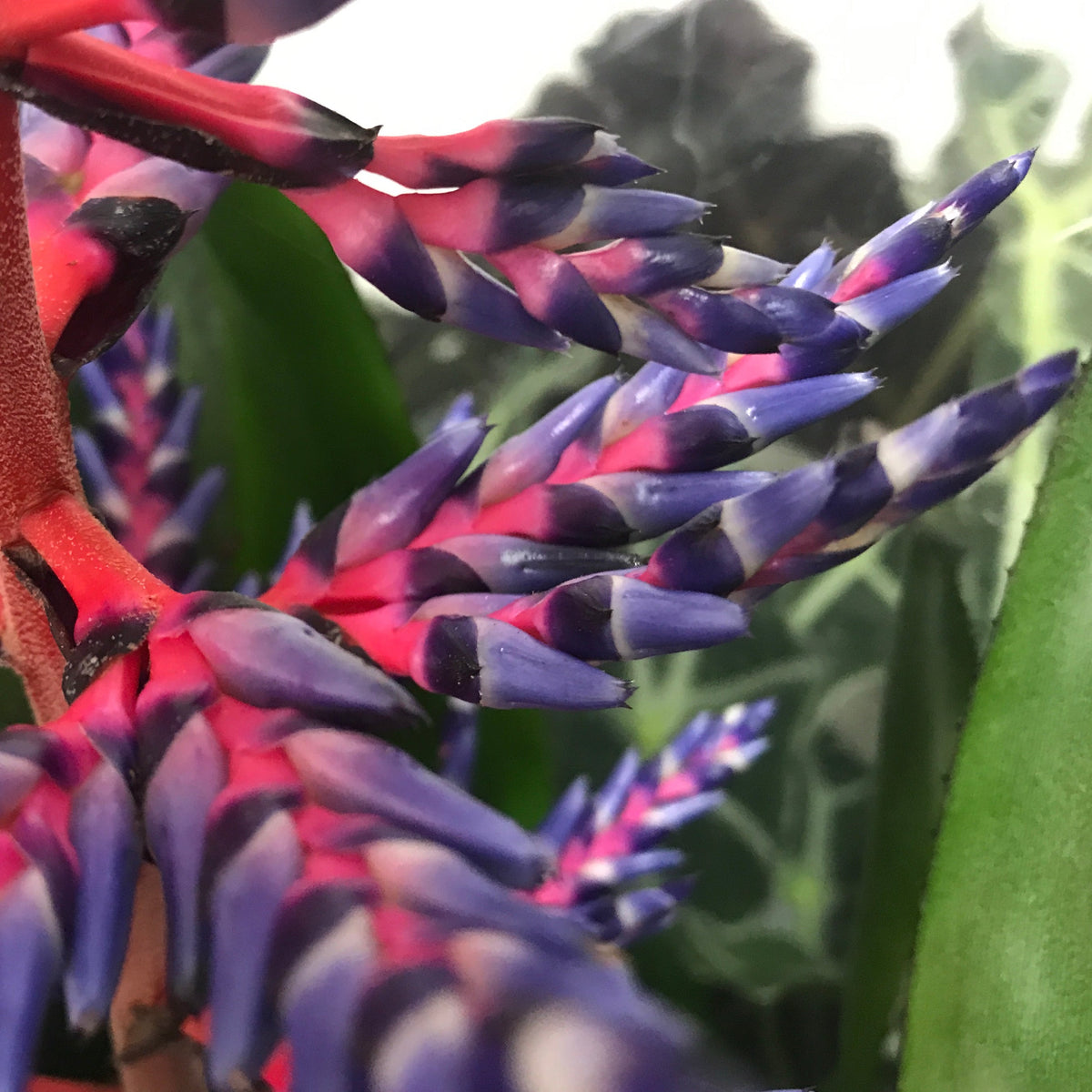 Aechmea Blue Rain - Bromeliad