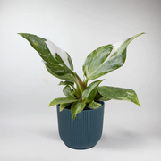 Mini Philodendron 'White Princess' | Philodendron 'White Princess' Terrarium Plant