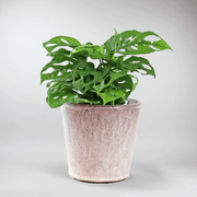 Monkey Mask Monstera Plant - Whimsical Wonder