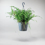 Boston Fern cascading hanging plant