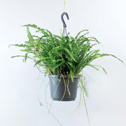 Sword fern online delivery - graceful bushy Fronds