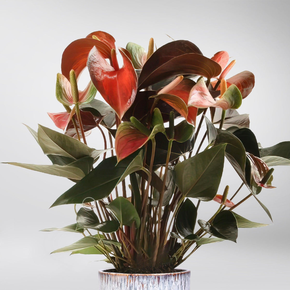 Anthurium Rainbow: Captivating Flamingo Flowers & Rainbow Charm –  BloomBoxClub Italy