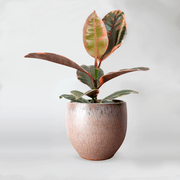 Rubber Plant 'Belize' Variety - Pretty Plant in Pink