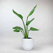 Bird of Paradise Regina - Majestic Tropical plant for Striking Decor