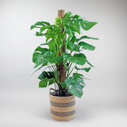 Extra Large Swiss Cheese Plant delivery with support