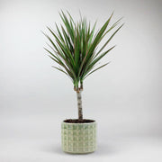 Dracaena Magenta plant - Splash of Colour in Waffle-textured Pot