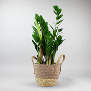 ZZ Plant | Zamioculcas Zamiifolia indoor plants delivery uk