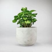 Syngonium 'Pixie' - Petite Plant Elegance
