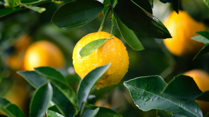 Prepara la tua limonata questa primavera