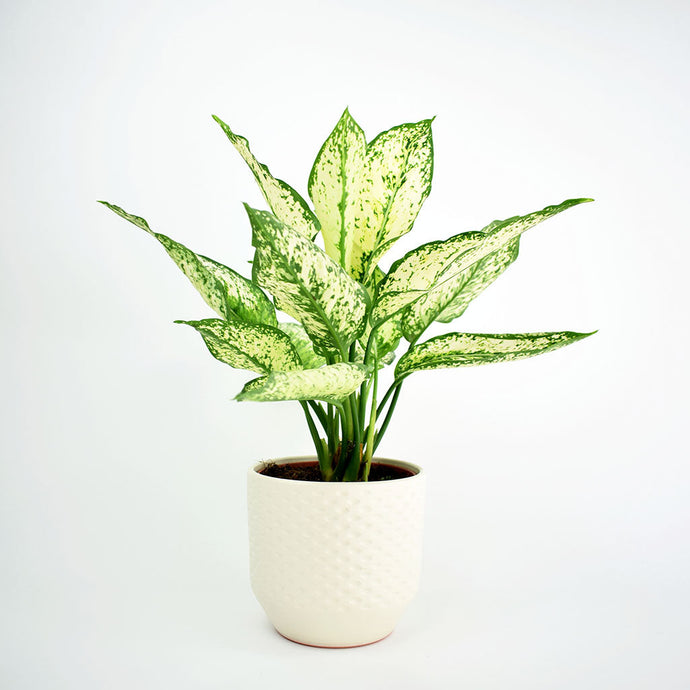 Chinese Evergreen | Aglaonema 'Diamond Bay'