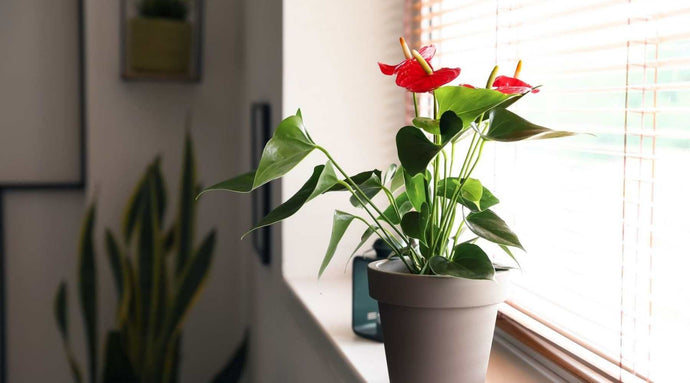 15+ bellissime piante da fiore da coltivare in casa