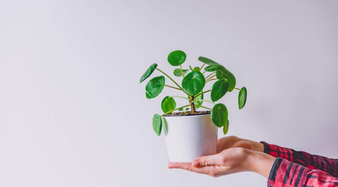 16 migliori tipi e varietà di Pilea da piantare in casa