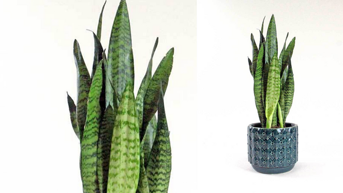 A Guide to Snake Plants: Care and Benefits