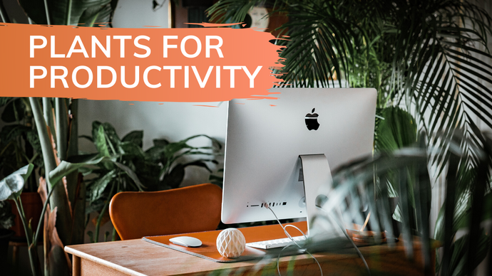 Best Plants for Productivity, Concentration and Mood