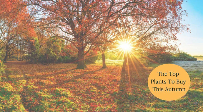 The Top Plants to Buy this Autumn - The UK Essential List