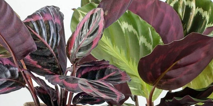 A Guide to Calathea Roseopictas: Care & Benefits