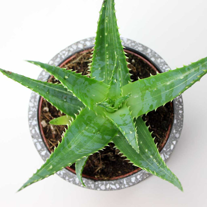 From Cleopatra to Hiroshima: The Astonishing History of Aloe Plants