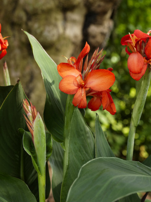 Indoor Outdoor Plants and the In-between Garden