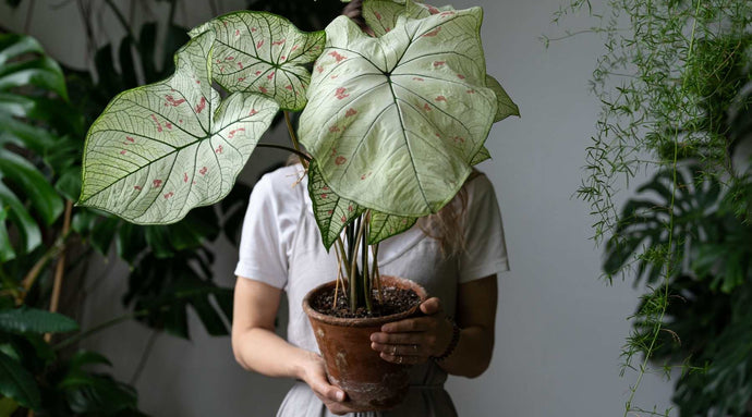 Prenditi cura dei tuoi caladium nella stagione invernale