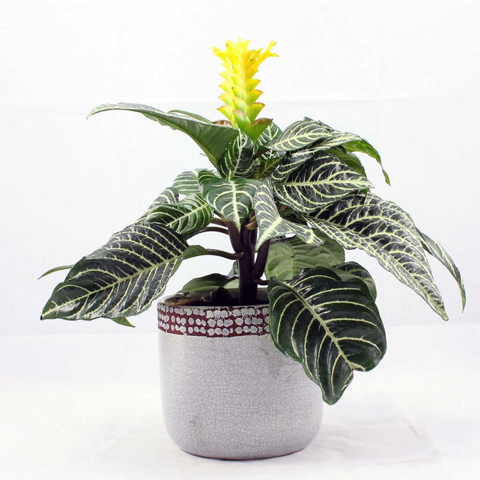 In focus: The Zebra Plant | Aphelandra squarrosa dania