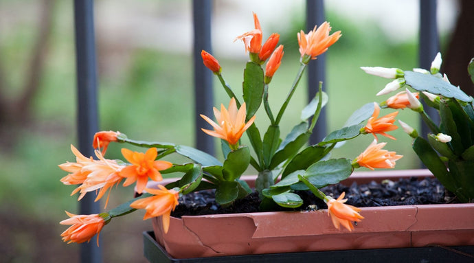 Problemi comuni dei cactus di Natale e le soluzioni