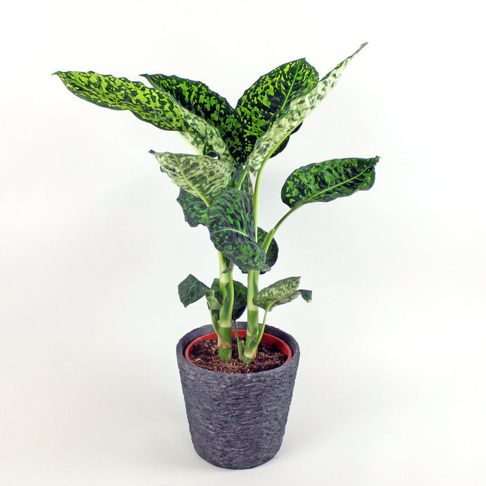 Dumb Cane 'Reflector' | Dieffenbachia seguine 'Reflector'