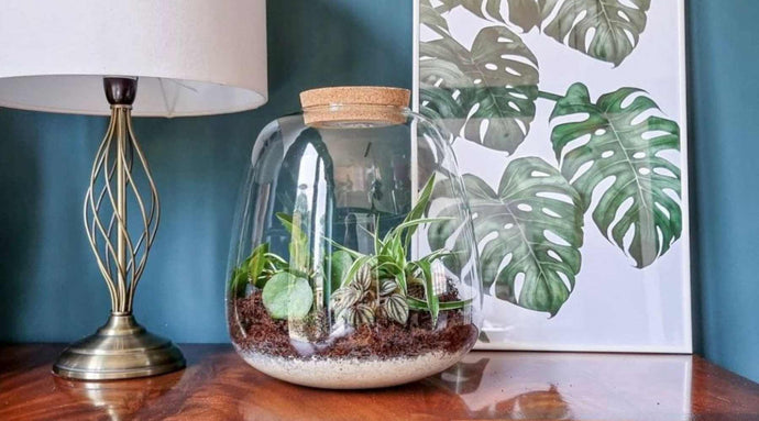 Piante da terrario: come sceglierle e come prendersene cura