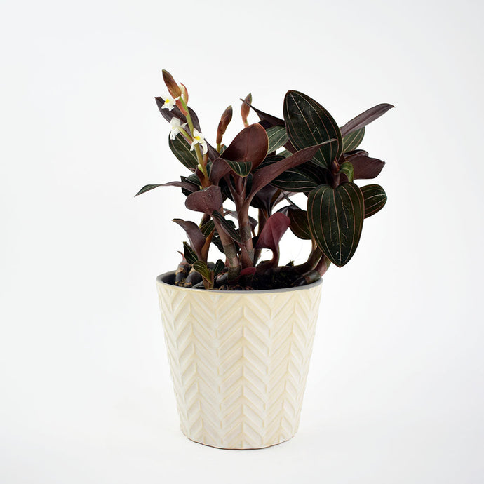 Jewel Orchid | Ludisia Discolor