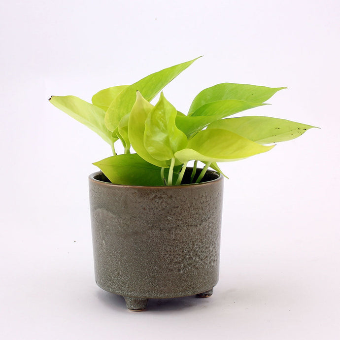 Neon Pothos | Epipremnum aureum Neon