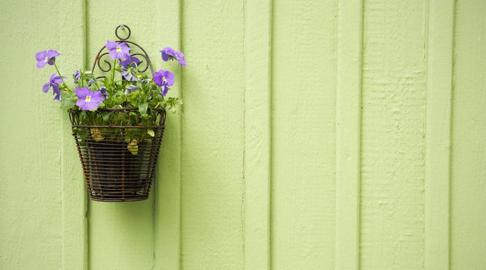 Decorazioni di Capodanno con le tue piante da interno
