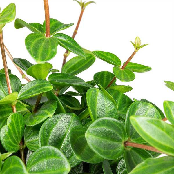 Pianta del radiatore dello scarabeo verde scuro | Peperomia angulata “Rocca Scuro”