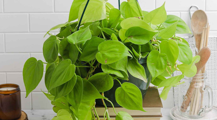 15+ varietà di filodendro che devi aggiungere al tuo giardino interno