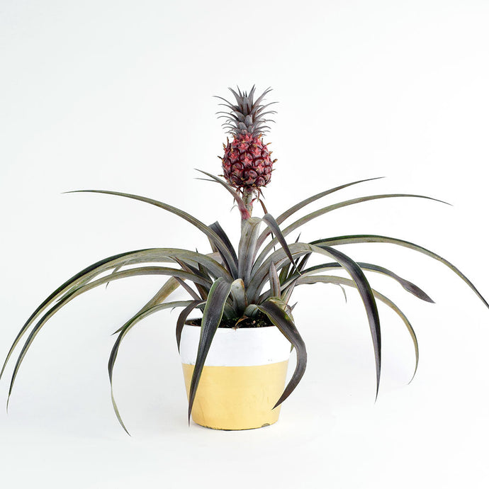 Spotlight on the Red Pygmy Pineapple