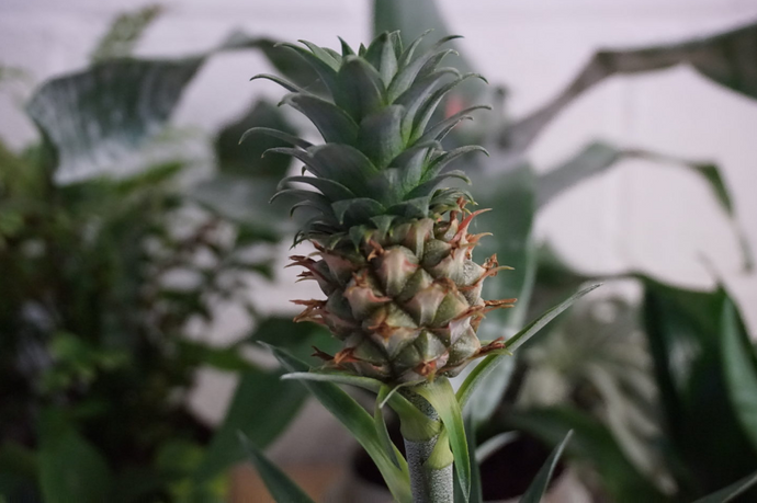 Plant Of The Month: Pygmy Pineapple