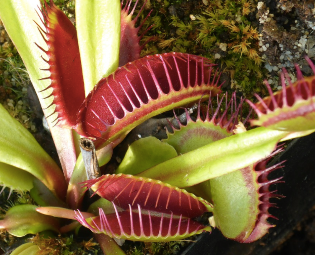 Freaky Flesh Eating Plants...a pick of our favourites!