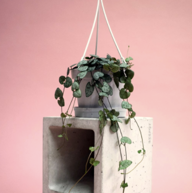 Plants...Where Do You Hang Yours? Interesting Ways To Hang Plants In Your Home.