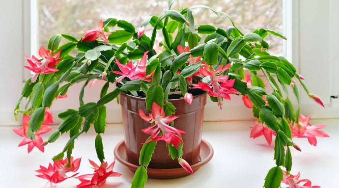 La guida perfetta per regalare piante in questo periodo natalizio
