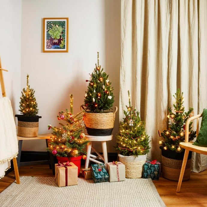 Alberi di Natale viventi