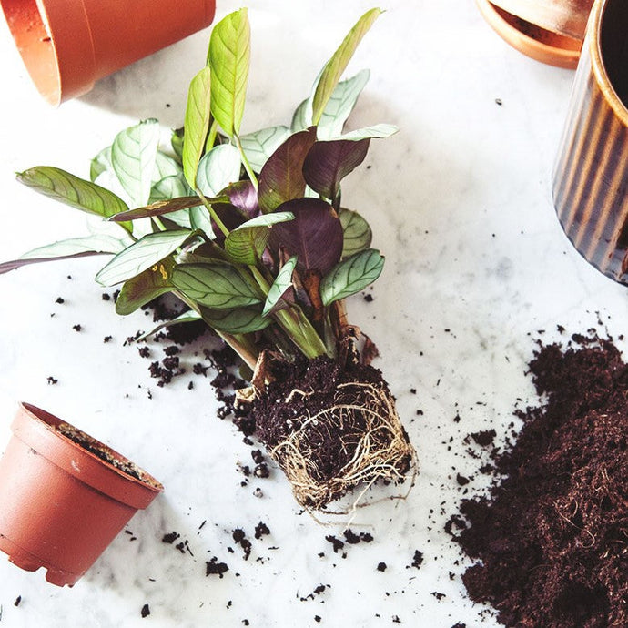 Re-potting Myths Busted