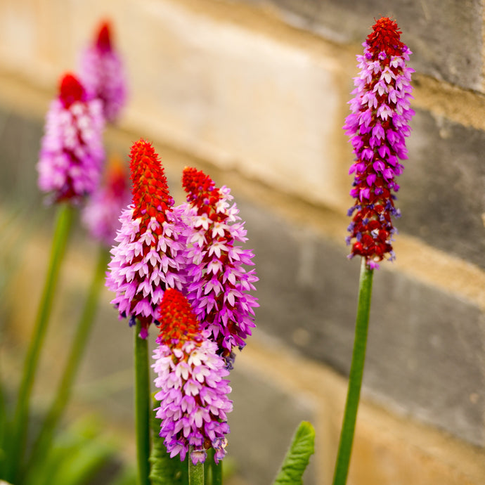 Planting up your Spring Box