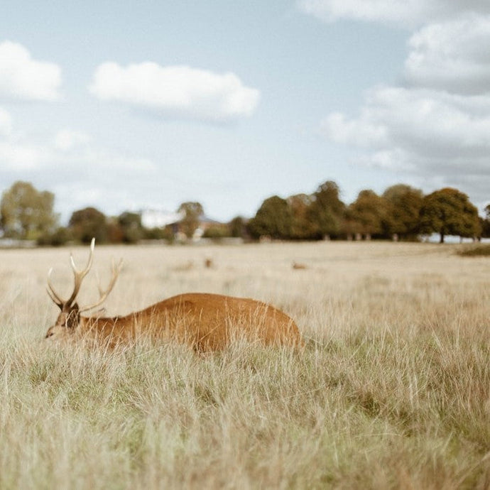 A Natural Health Service? Wildlife Conservation as Mental Health Treatment